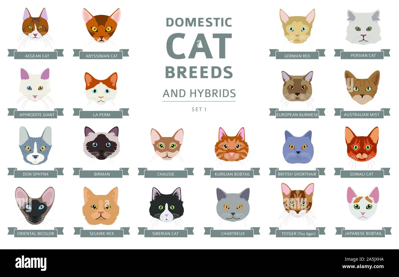 Domestic cat breeds and hybrids portraits collection isolated on white. Flat color cat`s head style set. Vector illustration Stock Vector
